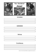 Amsel-Vorlage-Steckbrief-SW.pdf